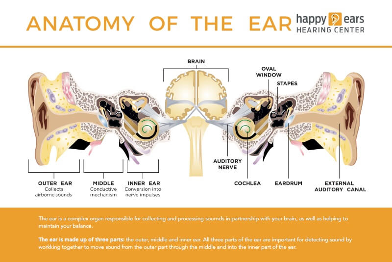 Stapes: Anatomy, Function and Treatment