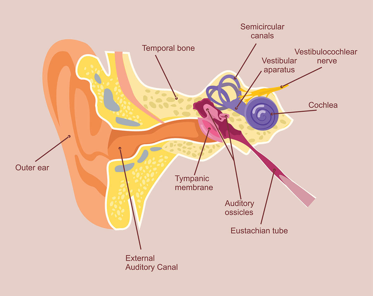 auxiliar Modales enchufe Eustachian Tubes Dysfunction and How It Affects Hearing