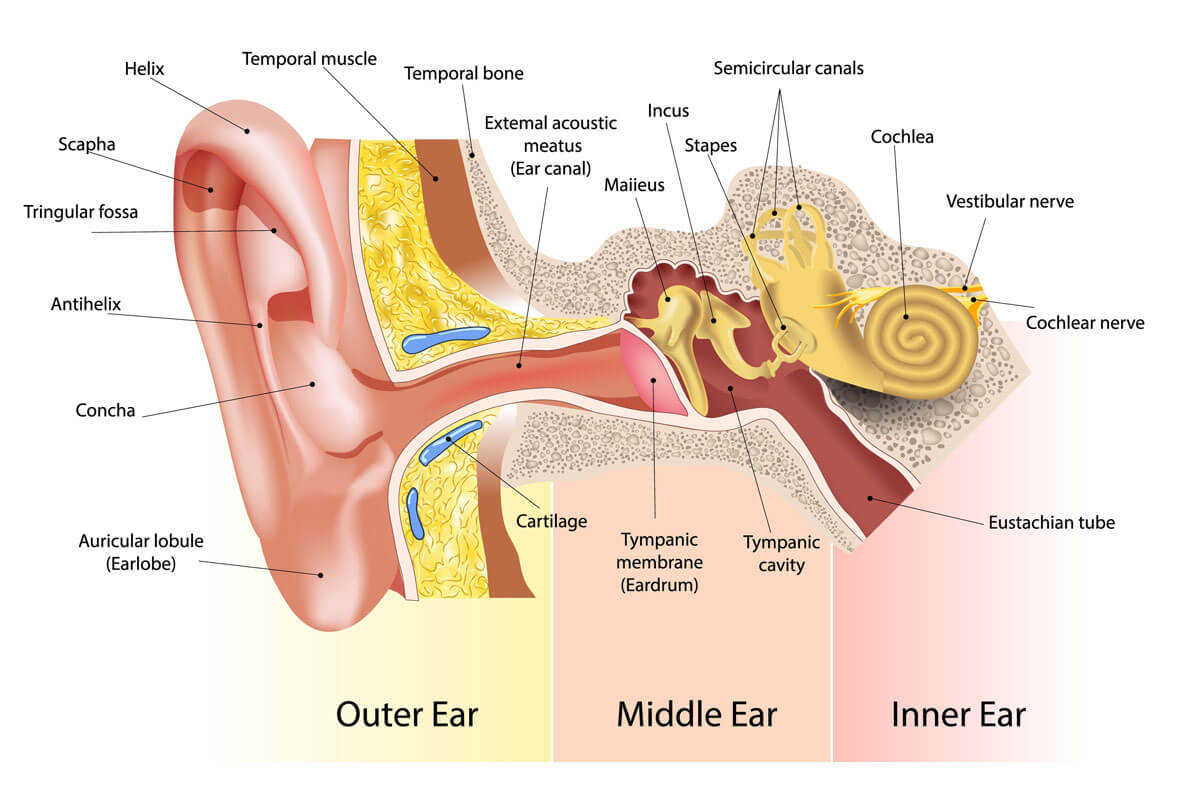 Middle and Inner Ear Anatomy - Malleus, Incus, Stapes